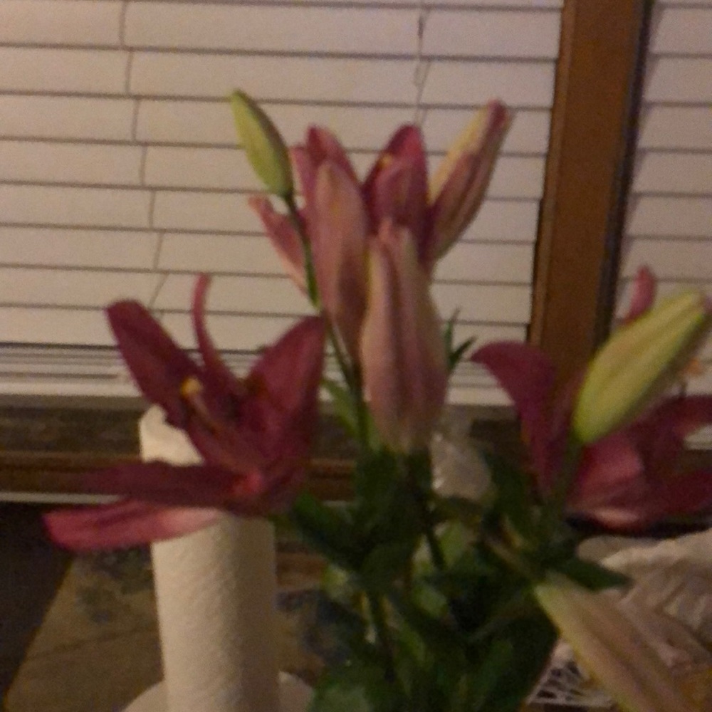 Meet your Posher, Martha